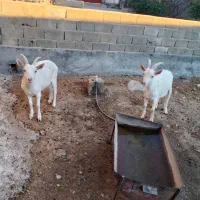 بز سانن اصل درجه یک|حیوانات مزرعه|دشت ذهاب, |دیوار