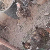 مرغ گلین|حیوانات مزرعه|قرچک, داوود آباد|دیوار