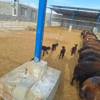 فروش ۹۰راس میش قزل افشار و قره قزل هتر
