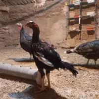 لاری گردن لخت بوقلمون