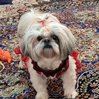 شیتزو سوپر فلت راییگان