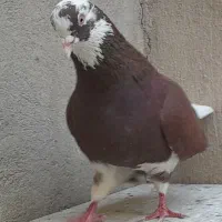 کبوتر پرشی|پرنده|تهران, گرگان|دیوار