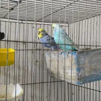 جفت مرغ عشق رینبو مولد|پرنده|بندر ماهشهر, |دیوار