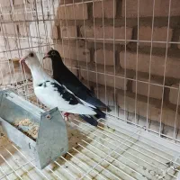 کفتر|پرنده|شوشتر, |دیوار
