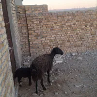 یک راس میش و بره