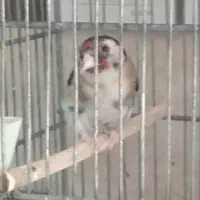سهره ماده ۲ ساله جوجه قفس کار داده پنج تخم|پرنده|تهران, نارمک|دیوار