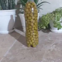 زیتون ارگانیک