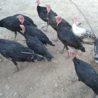۱۳عددبوقلمون|حیوانات مزرعه|کوهدشت, |دیوار