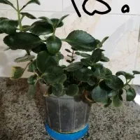 گل و گیاه|گل و گیاه طبیعی|سبزوار, جنت|دیوار