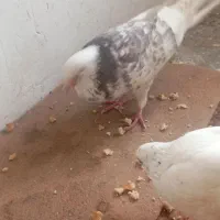 کبوتر جفتی|پرنده|قائم‌شهر, |دیوار