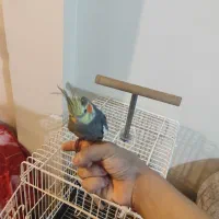 عروس هلندی نر