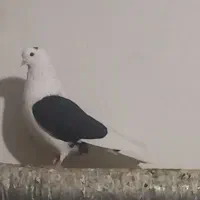 کبوتر