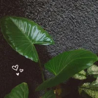 روانشناس با مدرک دکتری یا کارشناس ارشد، مربی هنر