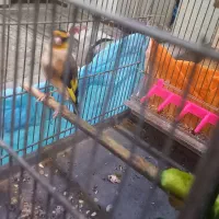 سهره جوجه قفس عروسک جفتی قواره دار|پرنده|ماهدشت, |دیوار