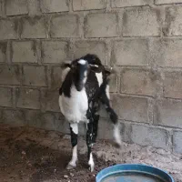 نری پچی|حیوانات مزرعه|درگهان, |دیوار