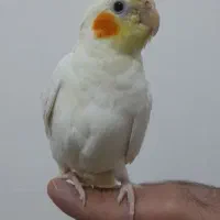 عروس هلندی سخنگو