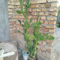 فروش کا کتوس درختی|گل و گیاه طبیعی|جوین, |دیوار