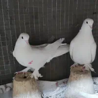 کبوترلوتی|پرنده|تبریز, |دیوار