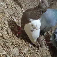 کفتر|پرنده|فاروج, |دیوار