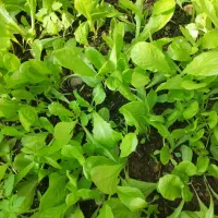 وانشاء کاهو محلی|خدمات باغبانی و درختکاری|رشت, حومه رشت|دیوار