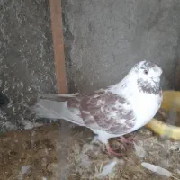 دو جفت تکپر|پرنده|گرگان, |دیوار