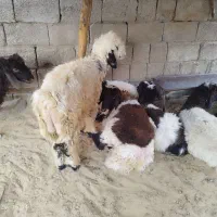 ۶ تا بره نر