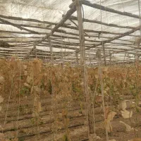 گلخانه چوبی|عمدهفروشی|زیباشهر, |دیوار