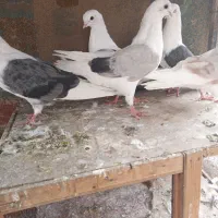 کبوتردوکت پشتارنوک ریز