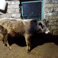 گاومحلی|حیوانات مزرعه|جوانرود, |دیوار