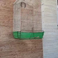 عروس پاریس
