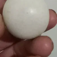 الماس آسیاب واقعی واقعی اصل|جواهرات|یاسوج, |دیوار