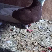 یک عدد نرفروشی