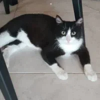 گمشده در رویان  گربه تاکسیدو نر یکساله