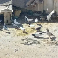 کبوتر|پرنده|فرخ‌شهر, |دیوار