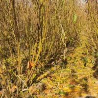 نهال|خدمات باغبانی و درختکاری|مشگین شهر, |دیوار