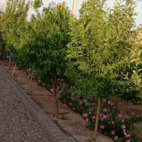 فروش خانه باغ (دولت آباد بهرامجرد)
