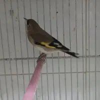 سهره گلبسر پاییزه کرمونی و رسمی|پرنده|شاهین‌شهر, شهرک هشت بهشت|دیوار