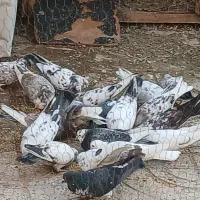 کفتر پرشی تیرماه|پرنده|پاکدشت, پارچین|دیوار