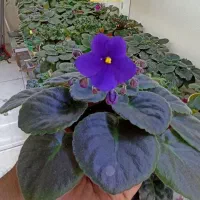 فروش بنفشه آفریقایی عمده و خرده 70ت|گل و گیاه طبیعی|مشگین شهر, |دیوار