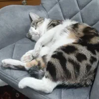 گربه گمشده دزدیده شده|حیوانات|پاکدشت, پاکدشت (مامازند)|دیوار