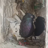 کله ای نر و ماده