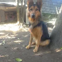 واگذاری سگ شولاین|سگ|لولمان, |دیوار