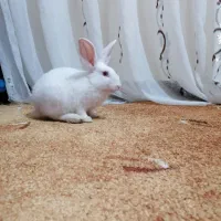 خرگوش