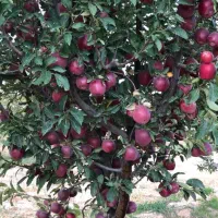 فروش دوهکتار باغ سیب و گردو و آلوچه