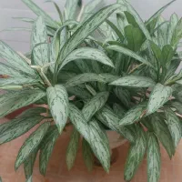 انواع گل‌های شاداب خانگی زیبا با قیمت مناسب|گل و گیاه طبیعی|کرمانشاه, |دیوار