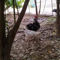 مرغ و خروس گلین