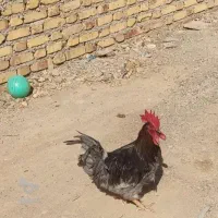 خروس محلی ۲ساله