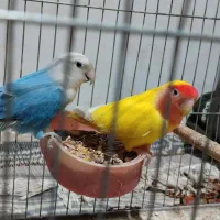 طوطی کوتوله سالم