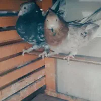 کبوتر پرشی کفتر|پرنده|اسلام‌شهر, شهرک احمدیه|دیوار