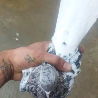 فروشی|پرنده|اسدآباد, |دیوار